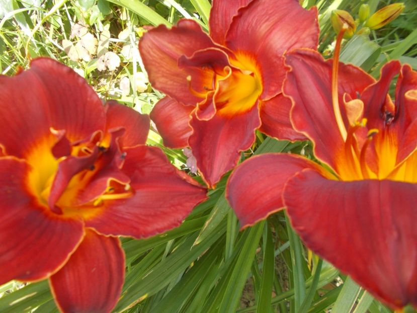  - Hemerocallis 2020