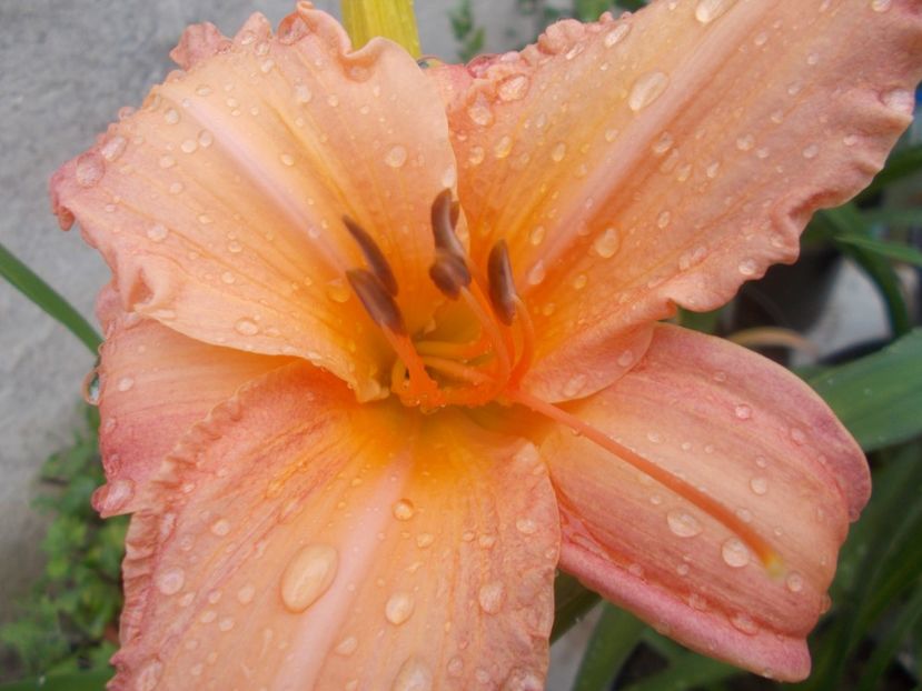 PINK LIGHTING - Hemerocallis 2020