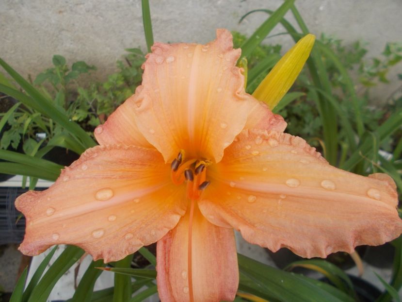  - Hemerocallis 2020