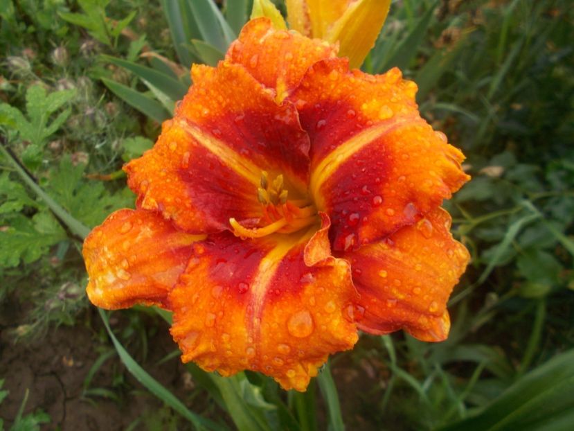 TIGGER - Hemerocallis 2020