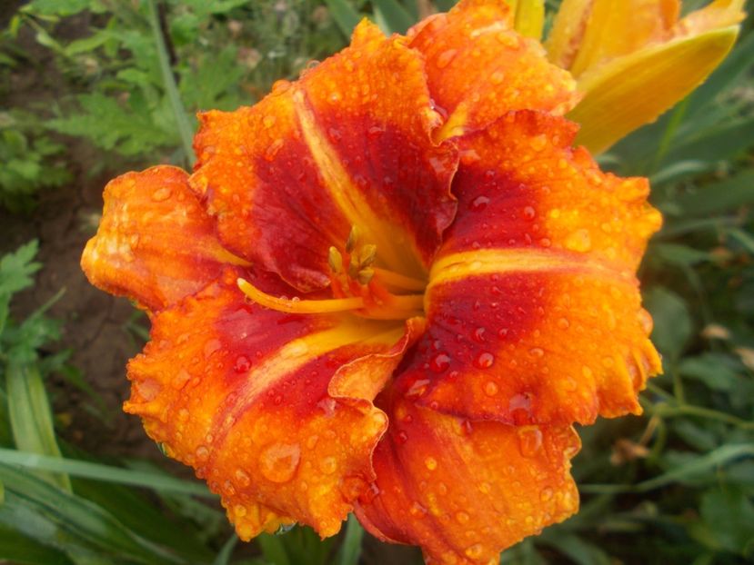  - Hemerocallis 2020