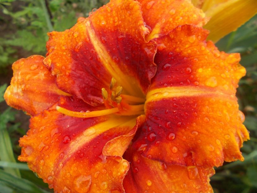  - Hemerocallis 2020