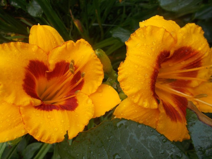 FOOLED ME - Hemerocallis 2020