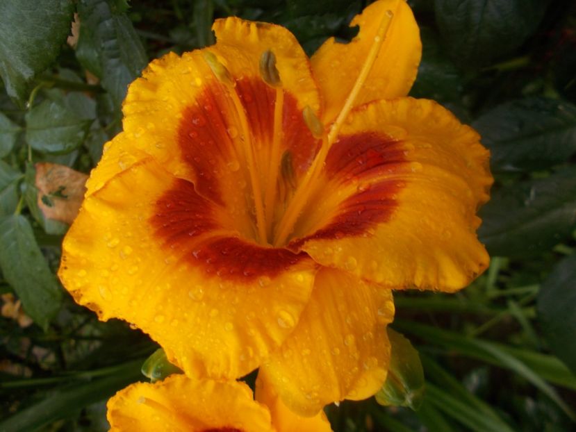  - Hemerocallis 2020
