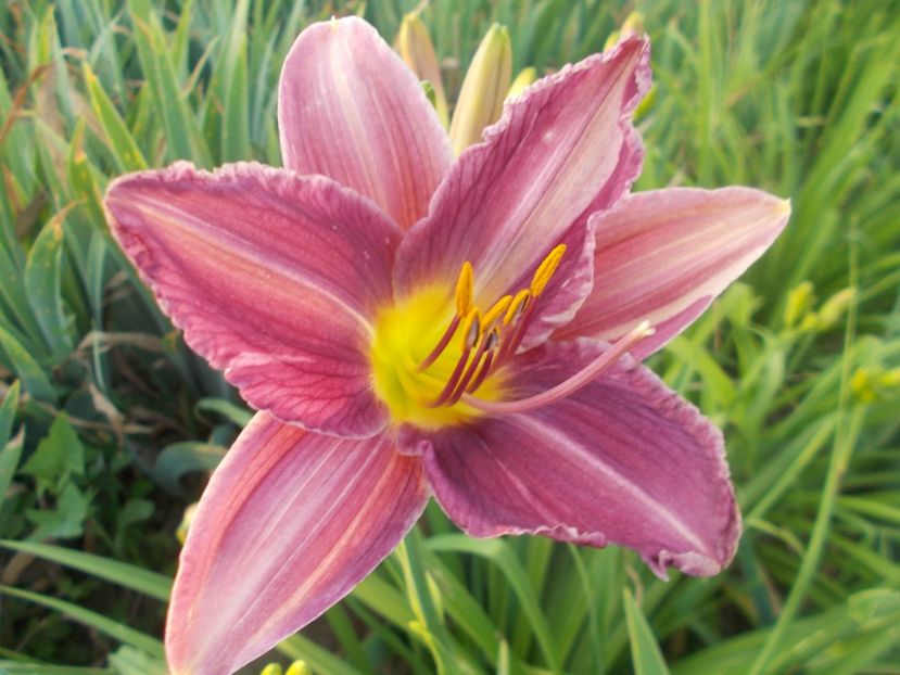 PRAIRE BLUE EYES - Hemerocallis 2020