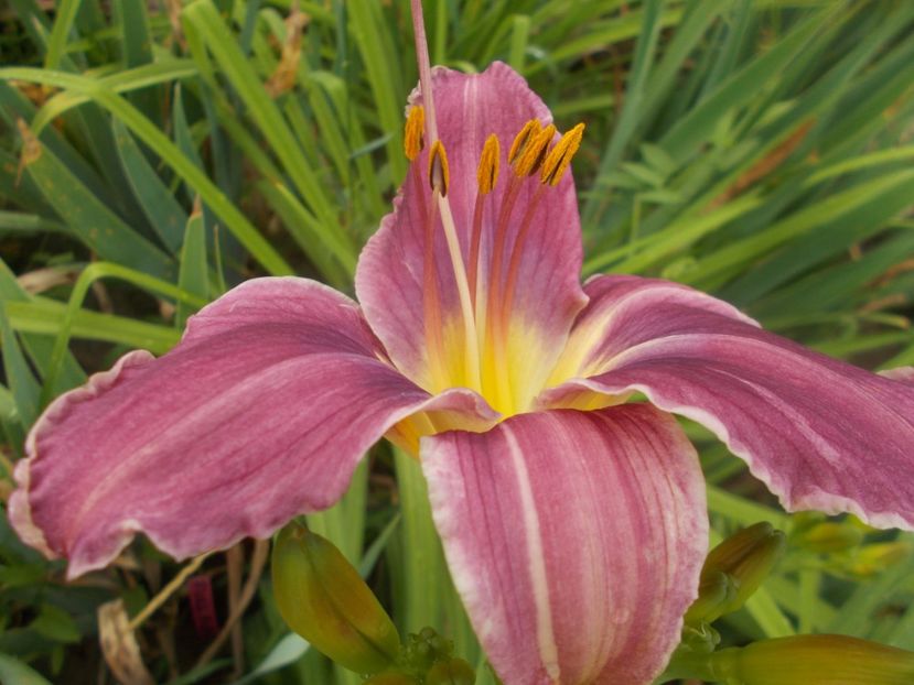  - Hemerocallis 2020