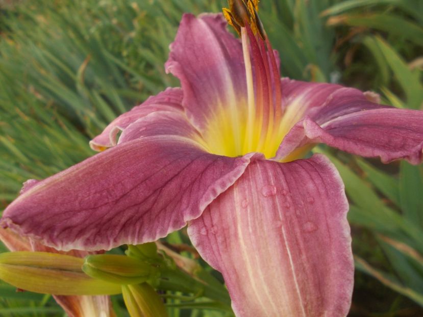  - Hemerocallis 2020