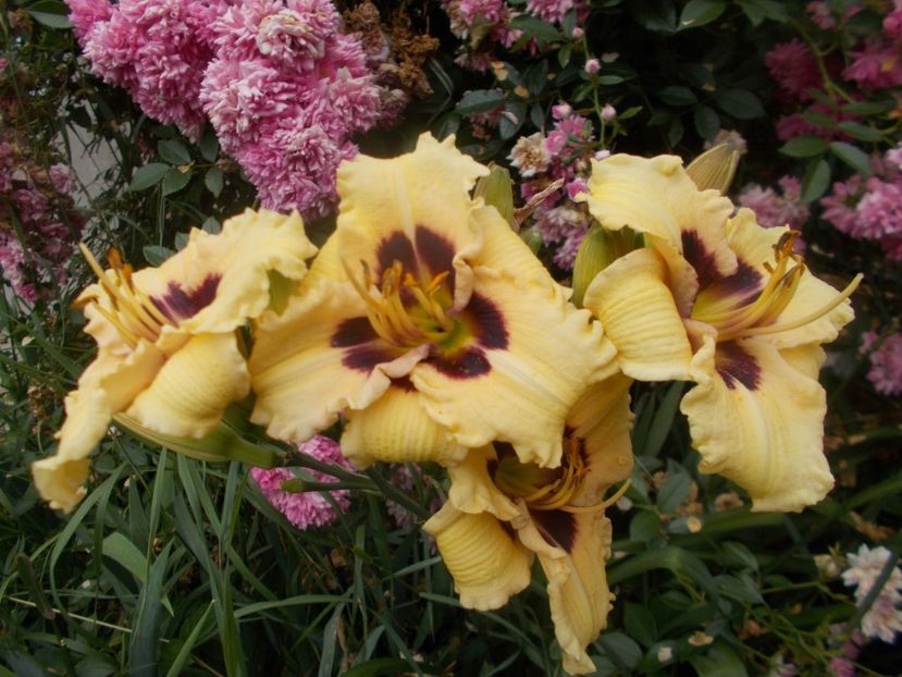 ELFIN ESCAPADE - Hemerocallis 2020
