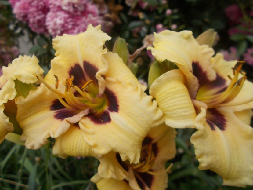  - Hemerocallis 2020