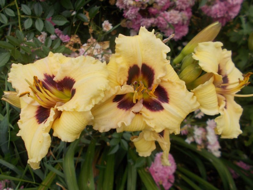  - Hemerocallis 2020