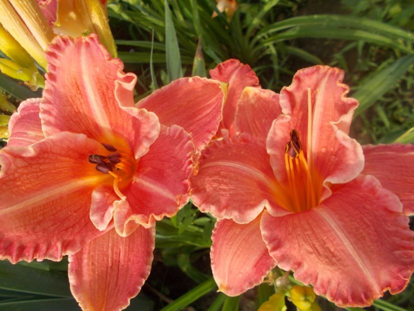 PRETTY FANCY - Hemerocallis 2020