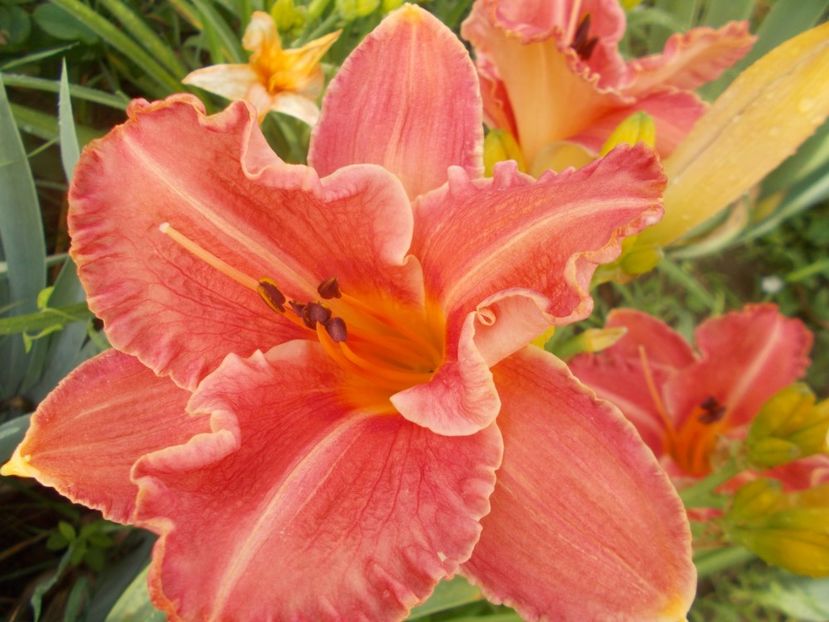 - Hemerocallis 2020
