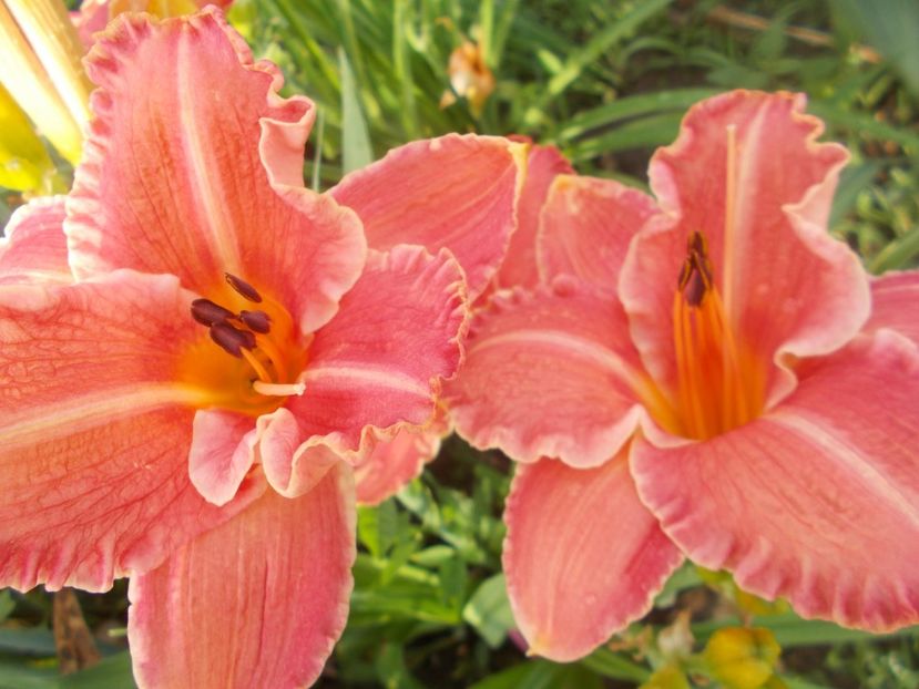  - Hemerocallis 2020