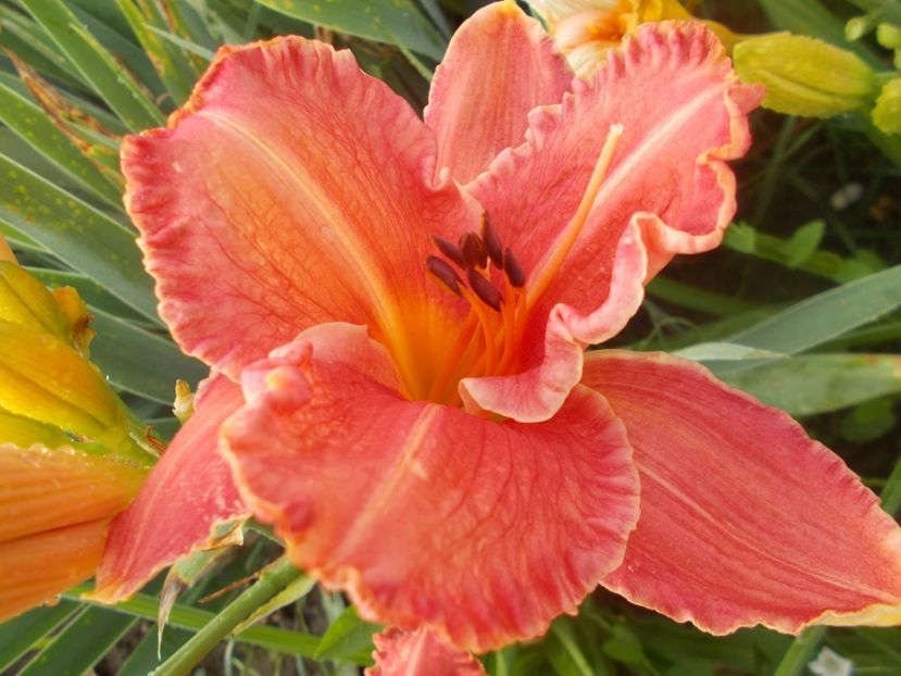  - Hemerocallis 2020