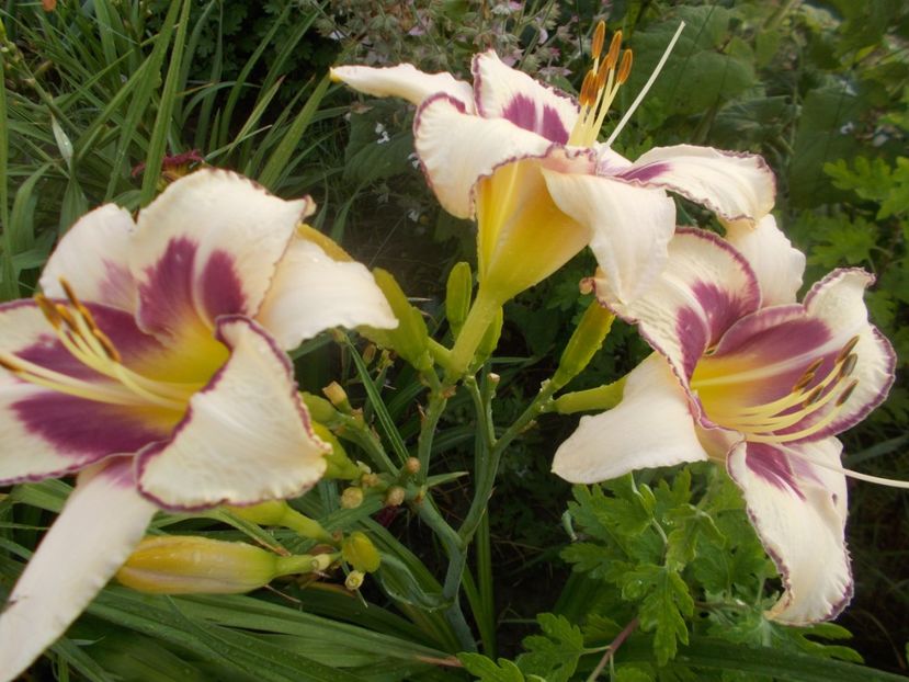 CHICAGO PICOTEE MEMORIES - Hemerocallis 2020