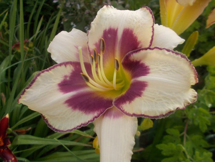  - Hemerocallis 2020