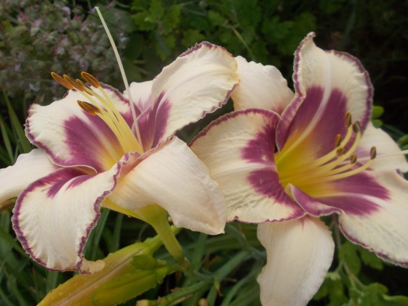  - Hemerocallis 2020