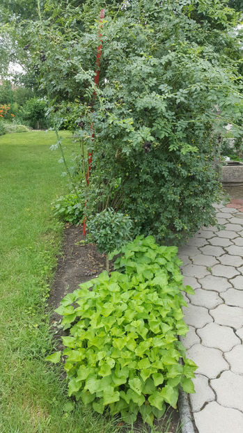 Rosa canina(maces) - Gradina si terasa PrimaLuce_7-Hello 2020