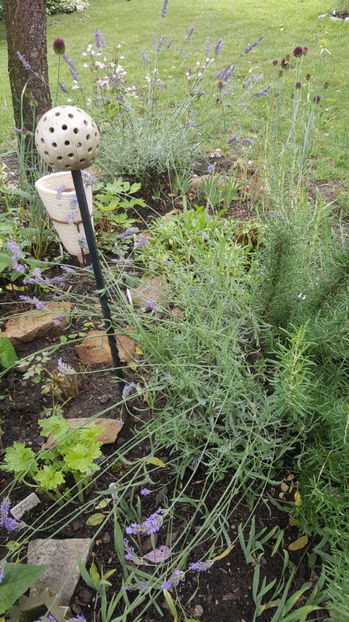 Iulie 2020 - Gradina si terasa PrimaLuce_7-Hello 2020