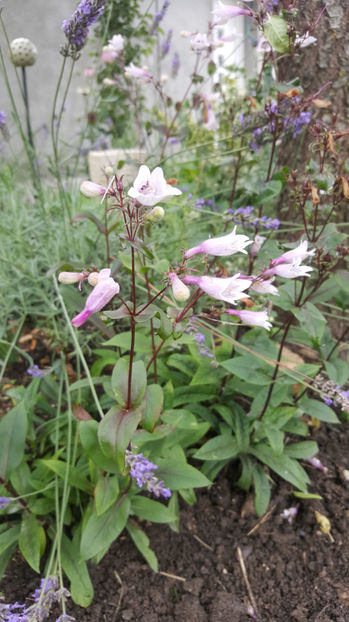 Penstemon "dark towers" - Gradina si terasa PrimaLuce_7-Hello 2020
