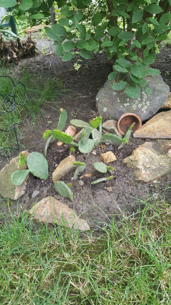 Opuntia spp hybrid - Gradina si terasa PrimaLuce_7-Hello 2020