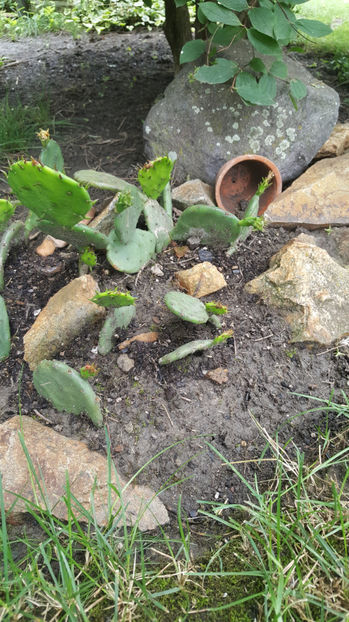 Opuntia spp hybrid - Gradina si terasa PrimaLuce_7-Hello 2020
