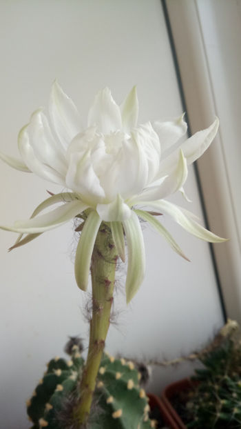 04.07.2020 - Echinopsis subdenudata