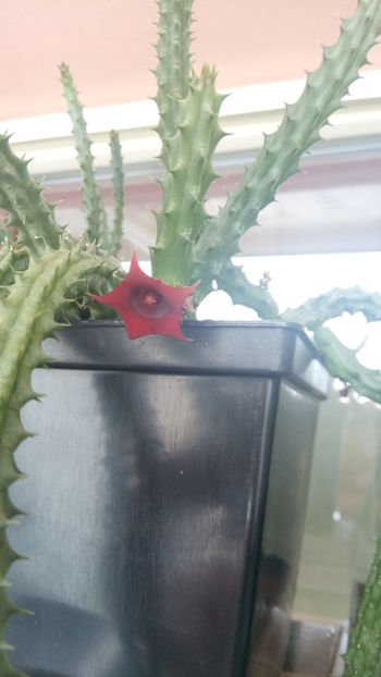 04.07.2020 - Huernia schneideriana