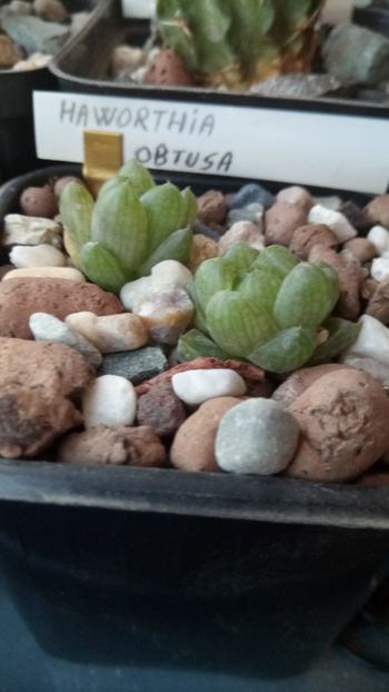 04.07.2020 - Haworthia obtusa