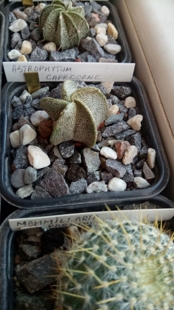 04.07.2020 - Astrophytum capricorne