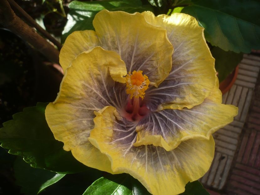 P1440673 - HIBISCUSI 2020-1