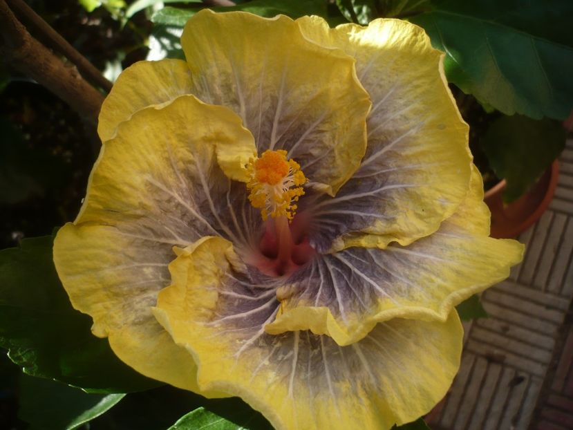 P1440674 - HIBISCUSI 2020-1