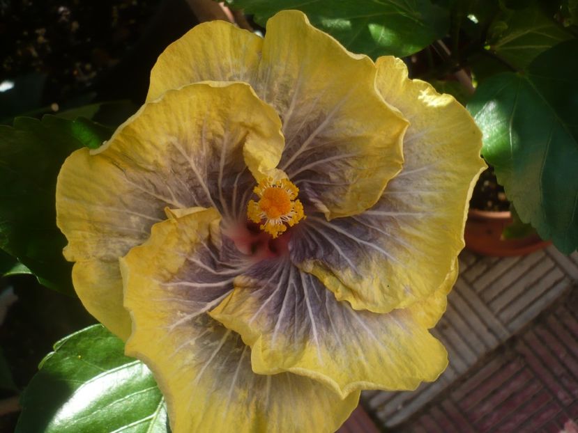 P1440676 - HIBISCUSI 2020-1