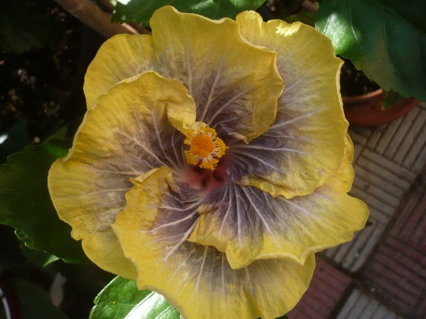 P1440677 - HIBISCUSI 2020-1