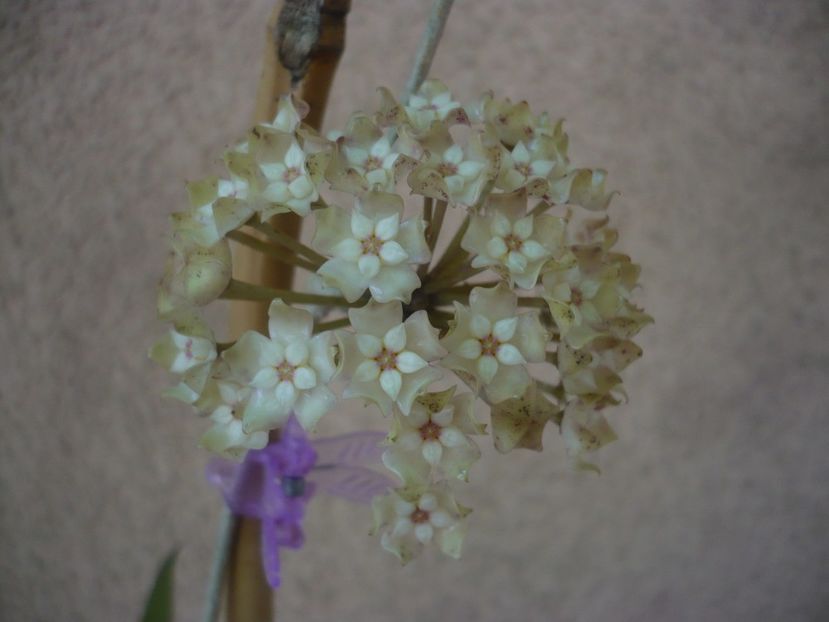 P1440679 - HOYA 2020-1