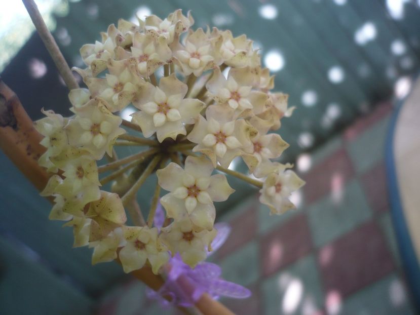P1440684 - HOYA 2020-1