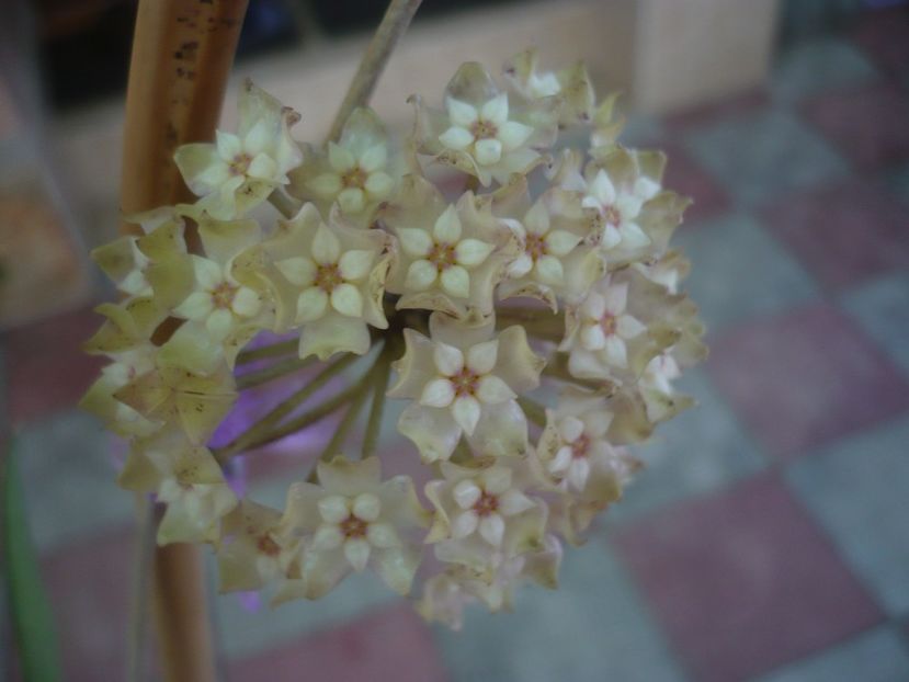 P1440687 - HOYA 2020-1