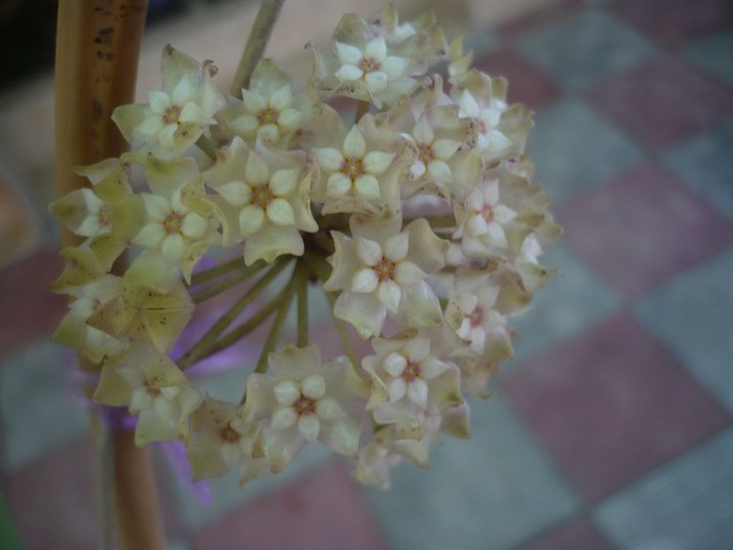 P1440689 - HOYA 2020-1