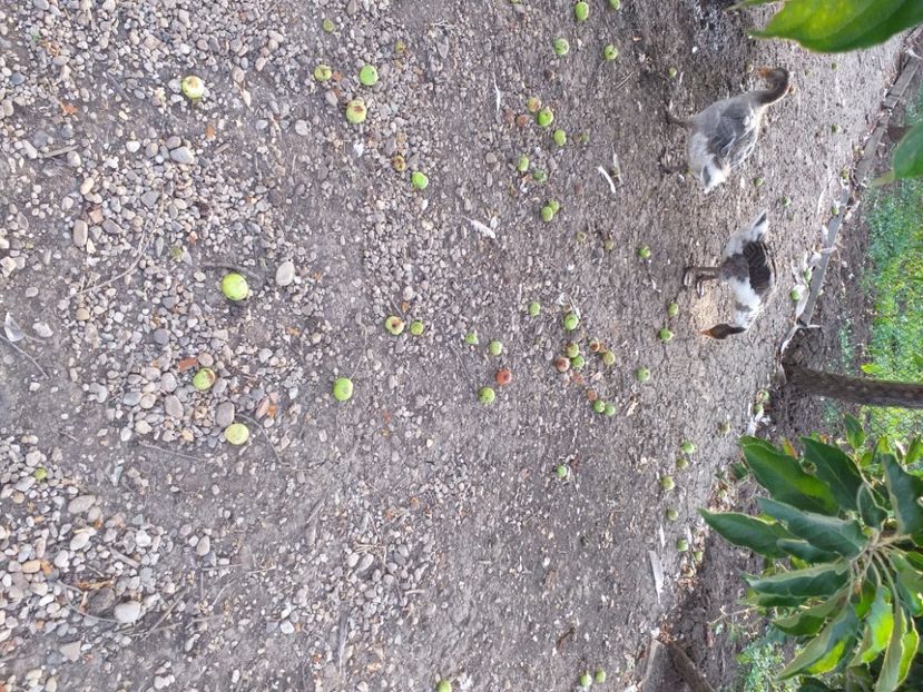  - Gasca cu boboci 2020