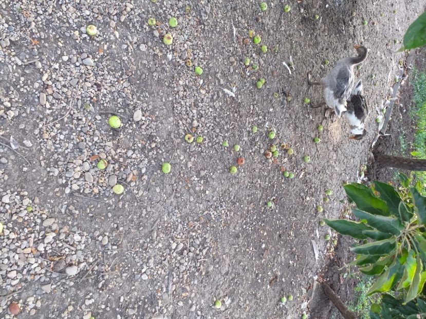  - Gasca cu boboci 2020