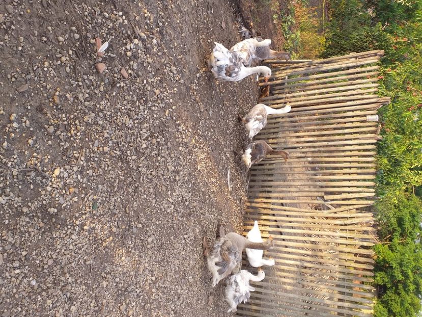  - Gasca cu boboci 2020