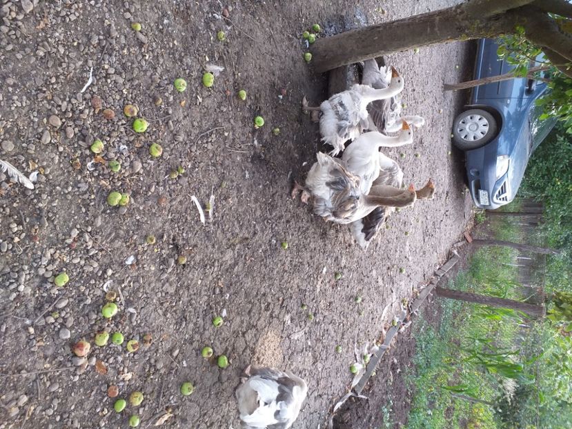  - Gasca cu boboci 2020