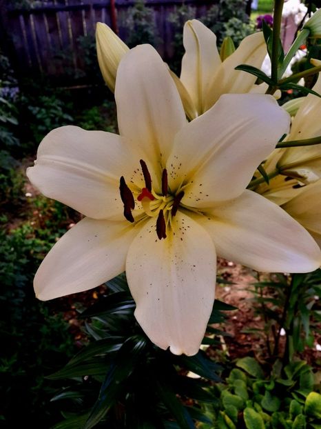  - Crini de gradina 2015- prezent