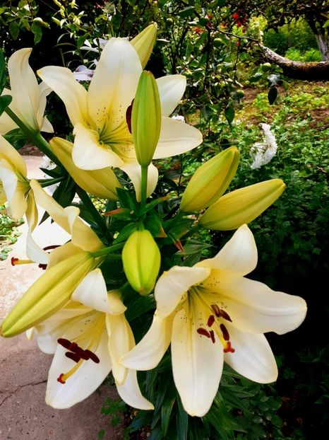  - Crini de gradina 2015- prezent