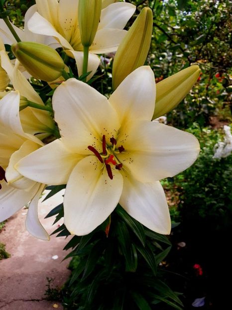  - Crini de gradina 2015- prezent