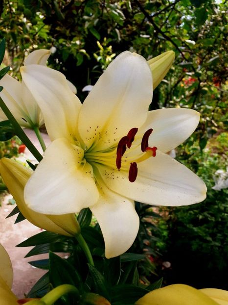  - Crini de gradina 2015- prezent