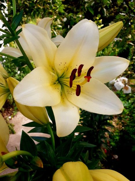  - Crini de gradina 2015- prezent