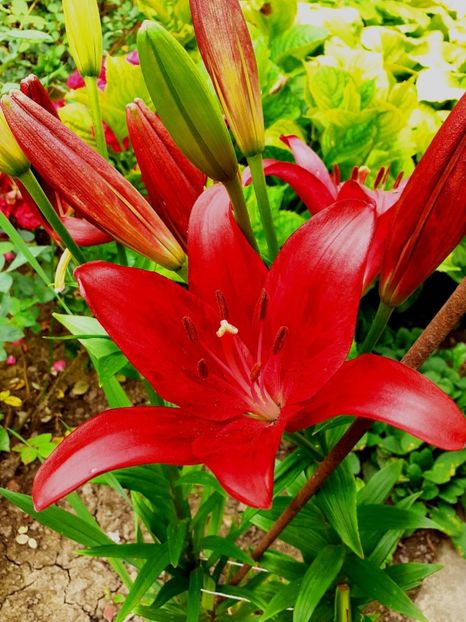  - Crini de gradina 2015- prezent