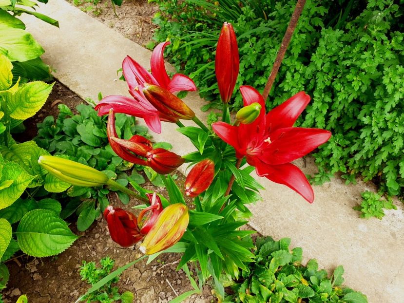  - Crini de gradina 2015- prezent