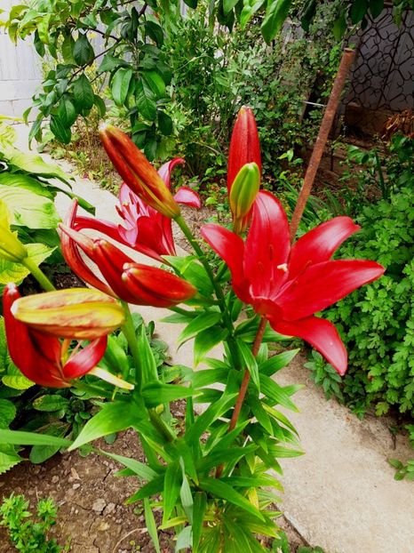  - Crini de gradina 2015- prezent